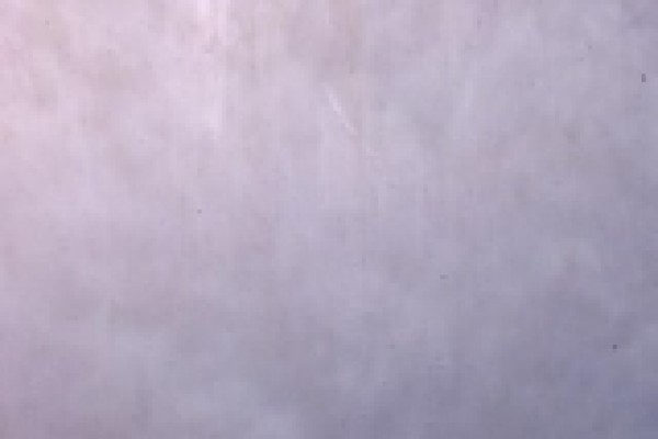 Gecko