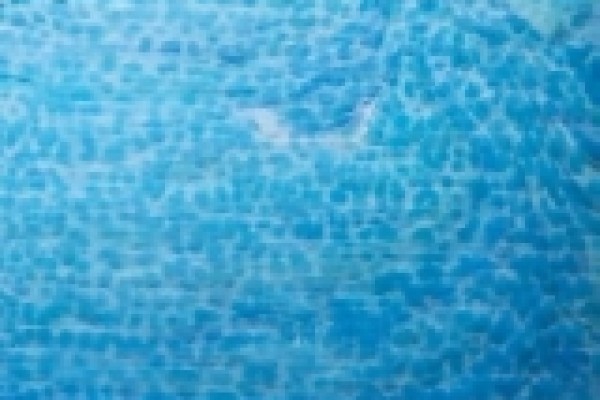 Gecko