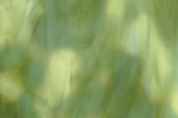 Gecko
