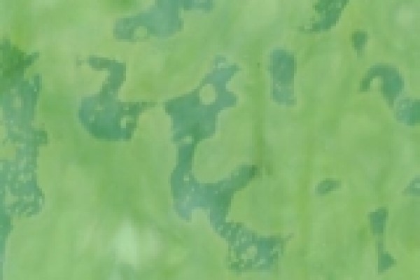 Gecko