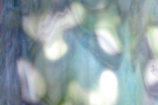 Gecko