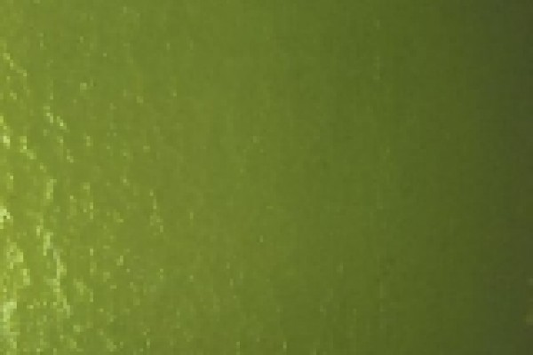 Gecko