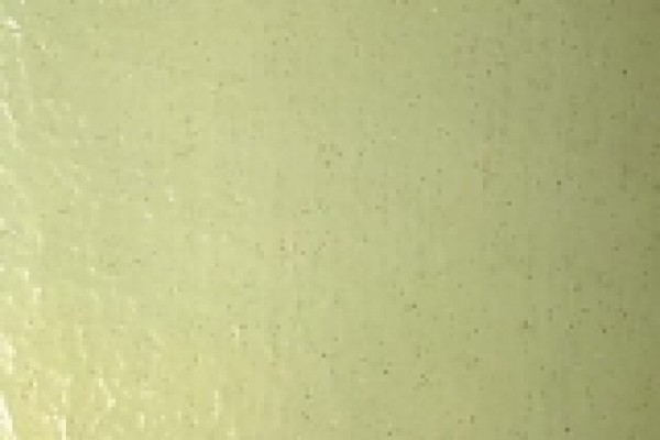 Gecko