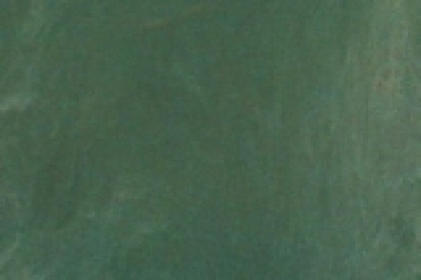Gecko