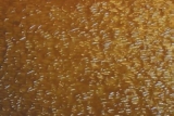 Gecko