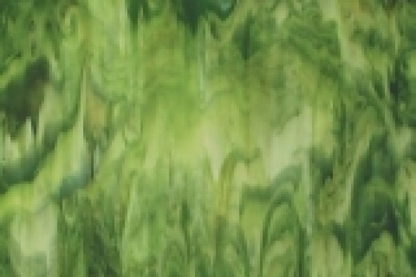 Gecko